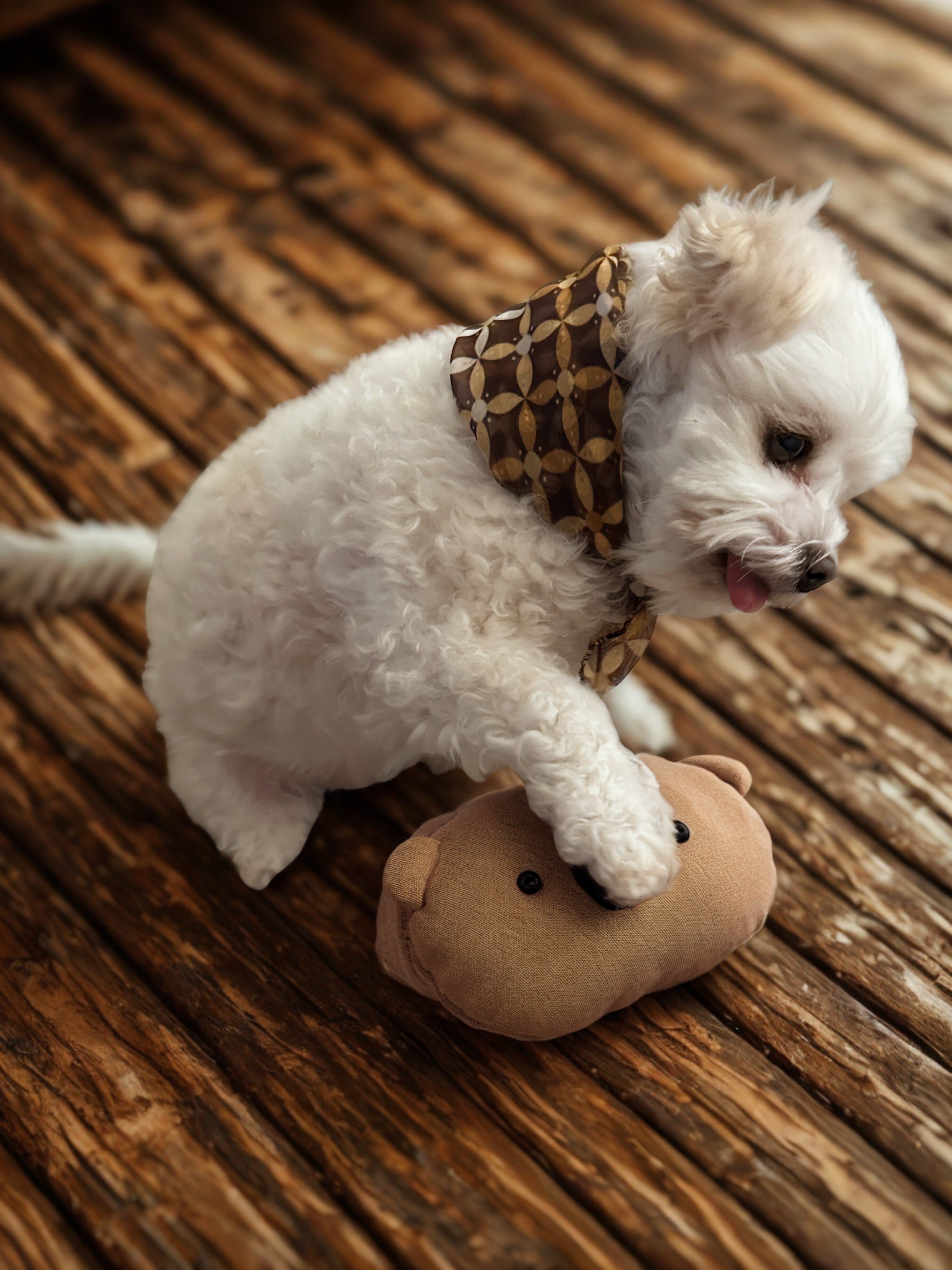 Couture & Vie Chiffon Scarf - Imperial Sand