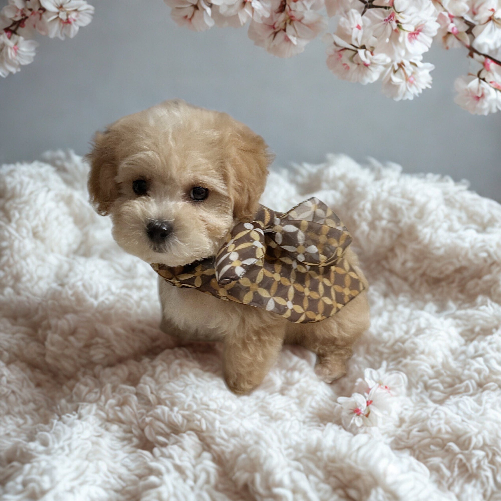 The Signature Duo - Gold Rune